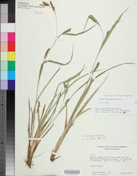 Carex flaccosperma image