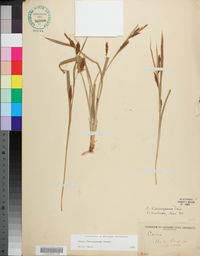 Carex flaccosperma image