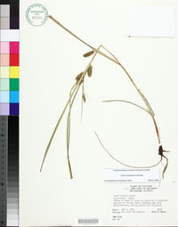 Carex aureolensis image