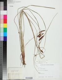 Carex glaucescens image