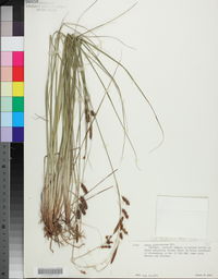 Carex glaucescens image