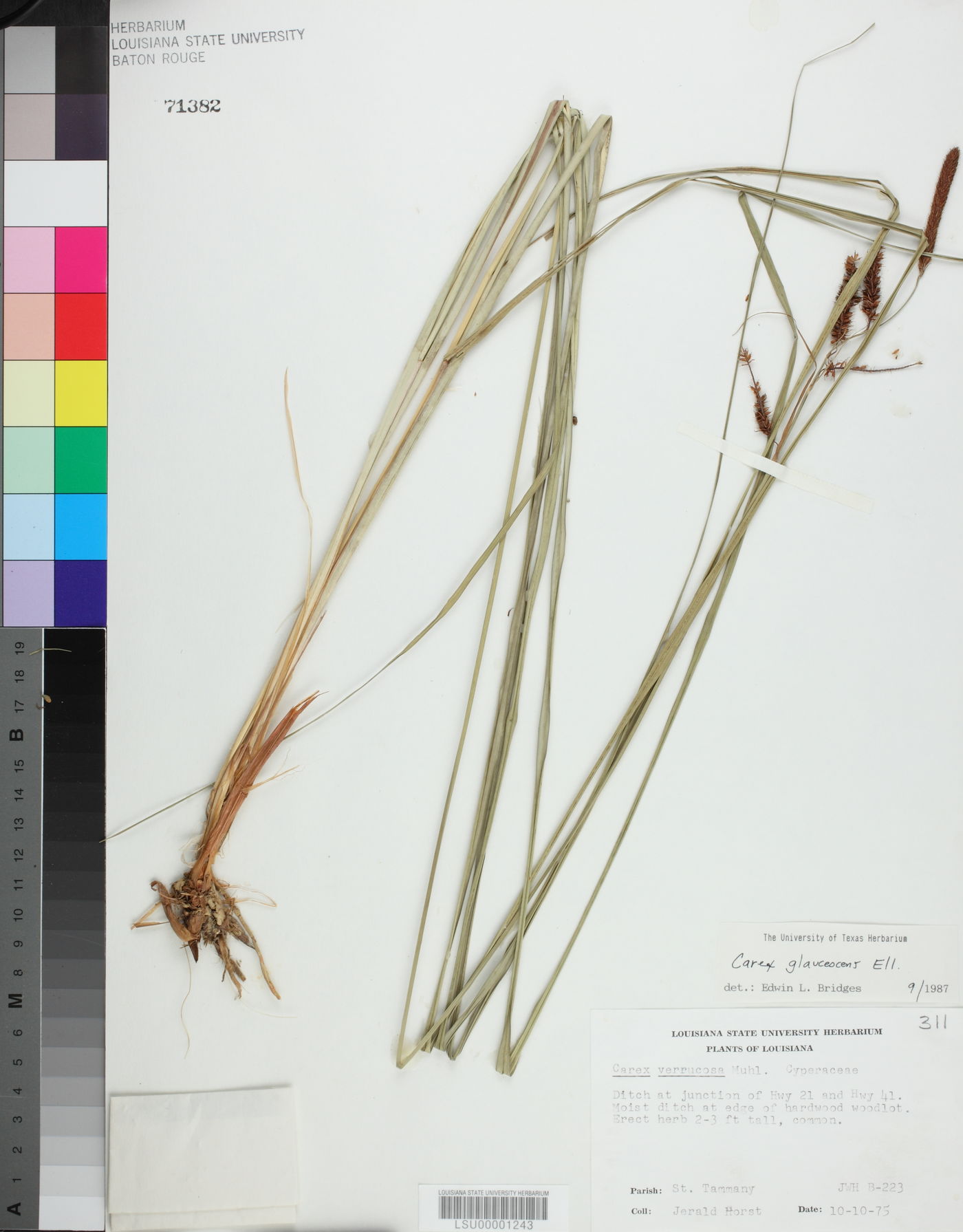 Carex glaucescens image