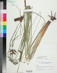 Carex glaucescens image