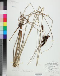 Carex glaucescens image