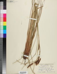 Carex glaucescens image