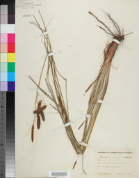 Carex glaucescens image