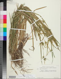 Carex lonchocarpa image