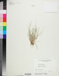 Carex retroflexa image