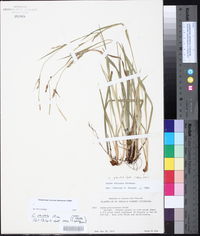 Carex striatula image