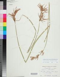 Cyperus articulatus image