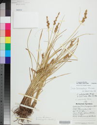 Carex triangularis image
