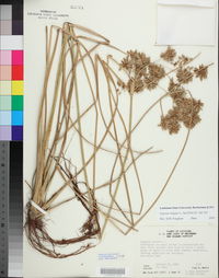 Cyperus elegans image