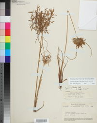 Cyperus filicinus image