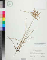 Cyperus iria image