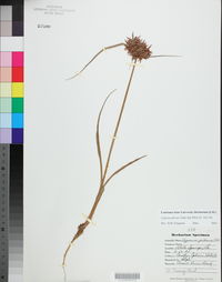 Cyperus pilosus image