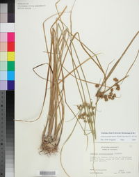 Cyperus pseudovegetus image