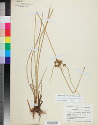 Cyperus pseudovegetus image