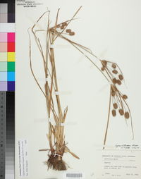 Cyperus retrorsus image