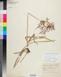 Cyperus rotundus image
