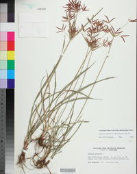 Cyperus rotundus image