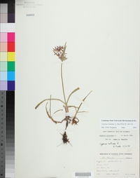Cyperus rotundus image