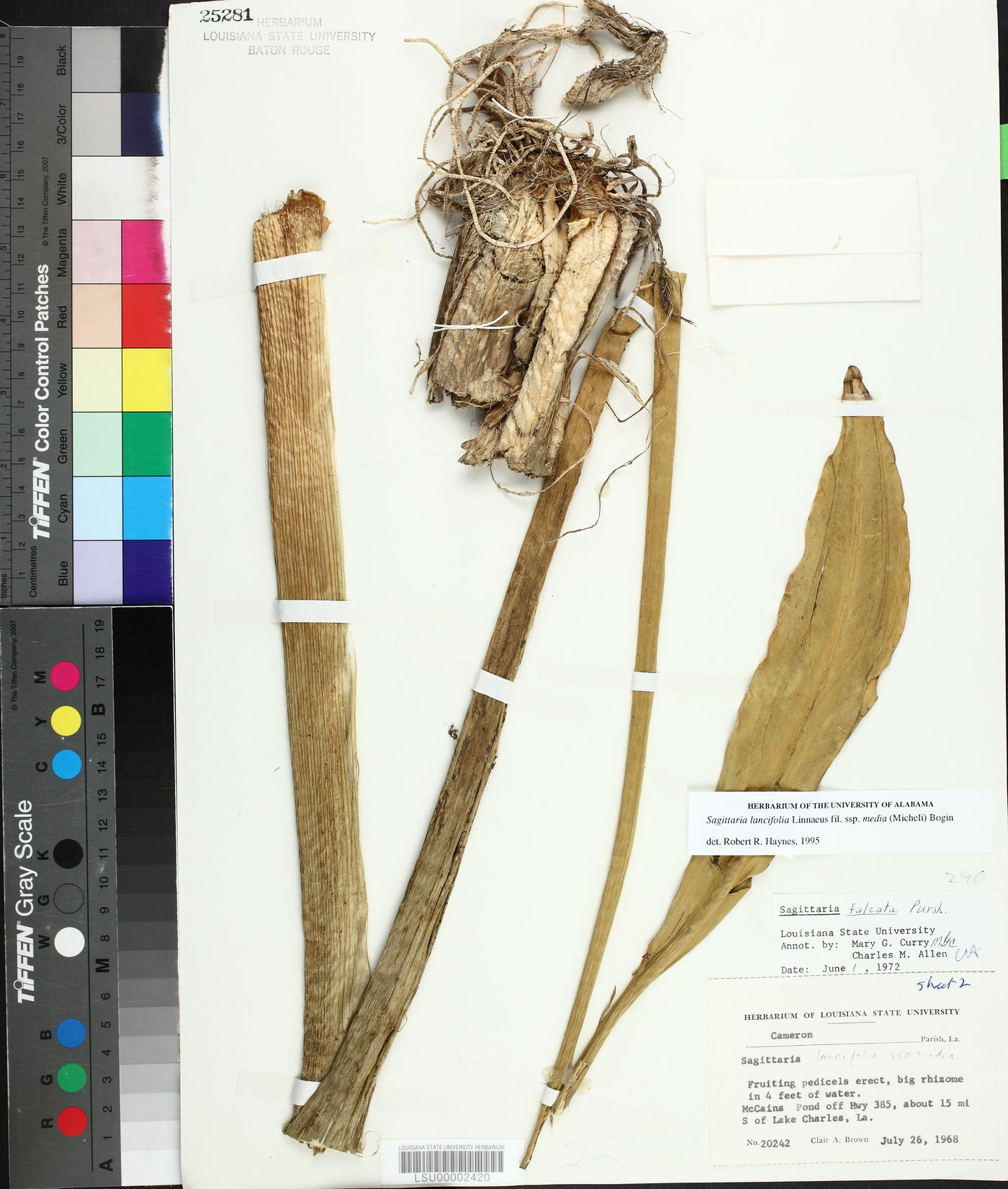 Sagittaria lancifolia subsp. media image