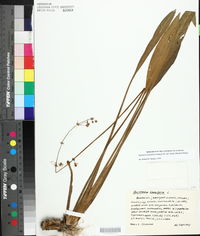 Sagittaria lancifolia subsp. media image