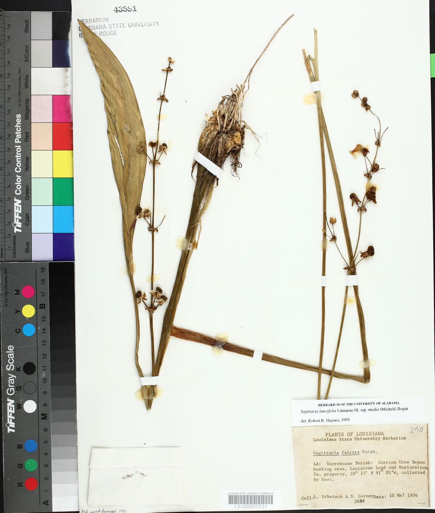 Sagittaria lancifolia subsp. media image
