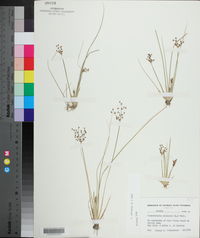 Fimbristylis miliacea image