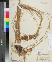 Fimbristylis miliacea image