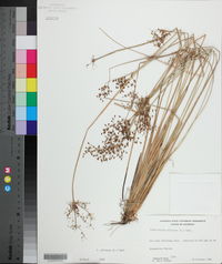 Fimbristylis miliacea image