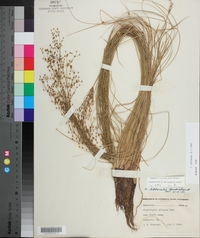 Fimbristylis miliacea image