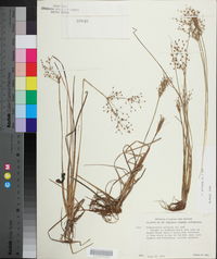 Fimbristylis miliacea image