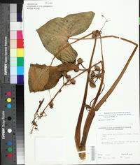 Sagittaria montevidensis subsp. calycina image