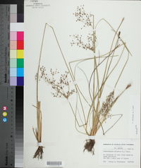Fimbristylis miliacea image
