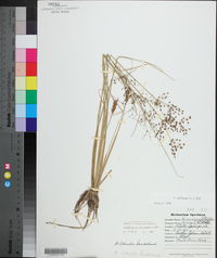 Fimbristylis miliacea image