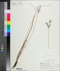 Fimbristylis miliacea image