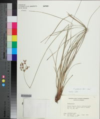 Fimbristylis puberula image