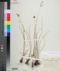 Fimbristylis puberula image