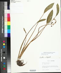 Sagittaria platyphylla image