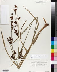 Rhynchospora caduca image