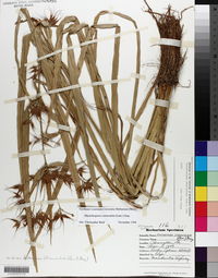 Rhynchospora corniculata image