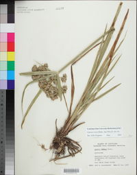 Cyperus virens image