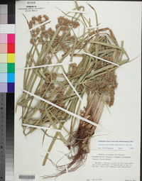 Cyperus virens image