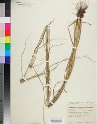 Cyperus virens image