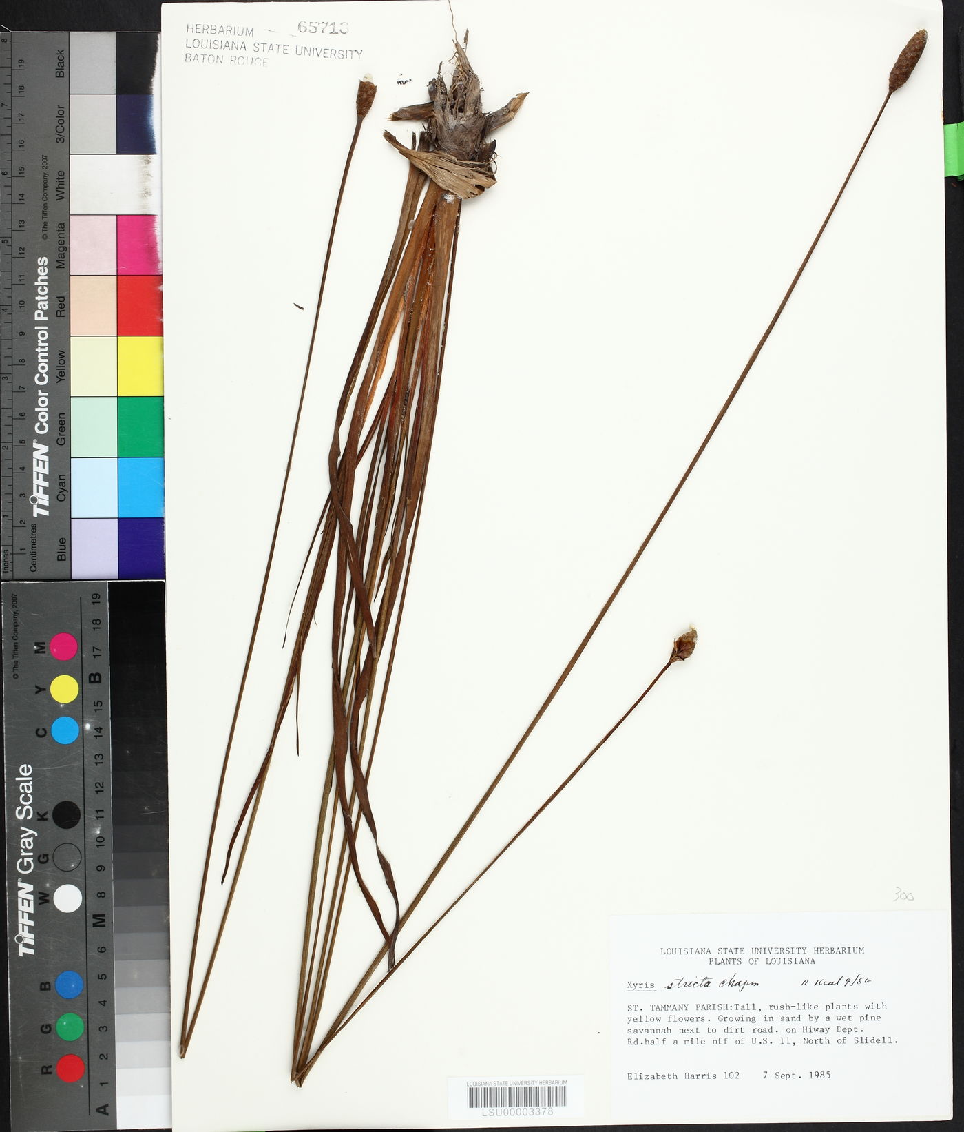 Xyris stricta image