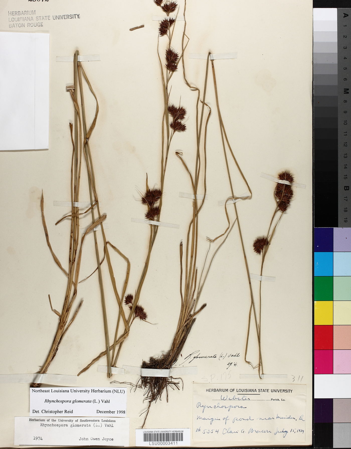 Rhynchospora angusta image