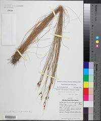 Rhynchospora gracilenta image