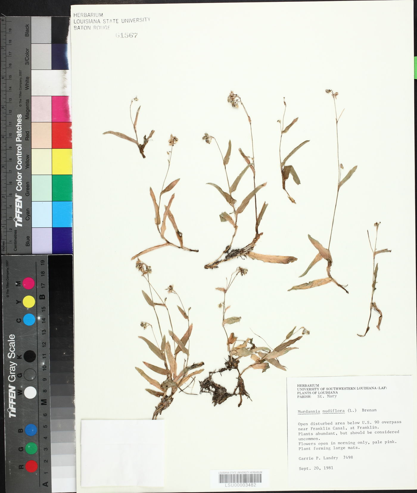 Murdannia nudiflora image
