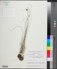 Rhynchospora plumosa image
